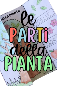 CICLO DI VITA DELLA FARFALLA. Flash cards